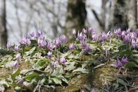 擬宝珠山のカタクリ・サンカヨウを見にきませんか