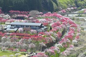 春を彩る絶景 ― 花桃の里へ