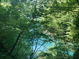 【抱返り渓谷】の豊かな自然🍃