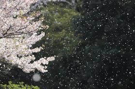 春一番