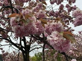 手向地区・蝦夷舘公園の八重桜🌸
