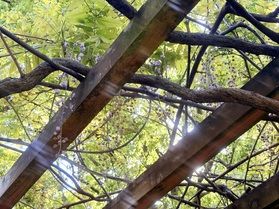 藤の花、咲き始めました！！
