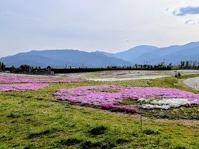 足元に咲く桜〜信州スカイパーク～