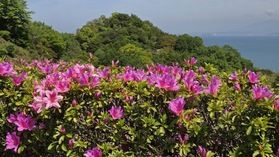 色鮮やかに咲き誇っています♪