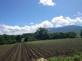 キャベツの植え付けが始まりました