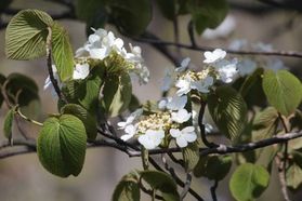 奥大山でご覧いただける春の草花たち♪