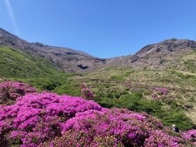 ミヤマキリシマ等の開花状況とオススメ花スポット