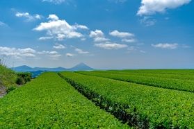 今年も指宿で「南九州市新茶贈呈式」が開催されました