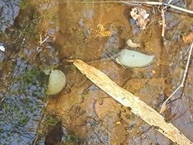 クロサンショウウオの卵はっけん!