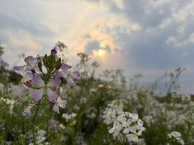 二ノ浜海岸に咲いてるハマダイコン