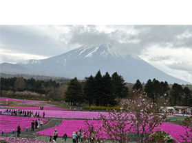 春限定、芝桜と富士山の美しいひととき