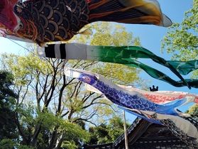 150匹の鯉のぼりが泳ぐバイク神社~深江八幡神社~