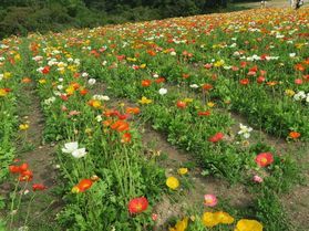 ポピー咲いてきています♪・・・あわじ花さじき