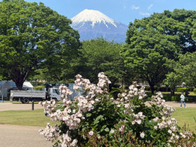 見頃を迎えている「富士中央公園の」バラ