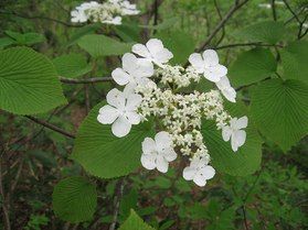 5月の花