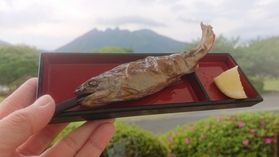 毎日、焼きたての塩焼きを。渓流の女王「やまめ」のご紹介
