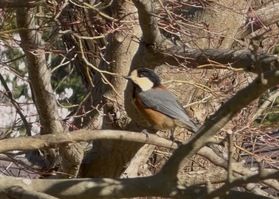 休暇村周辺で出会える野鳥たち
