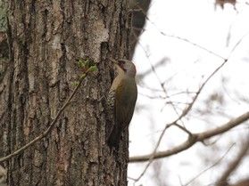 【休暇村の野鳥】森のドラマー、キツツキたち