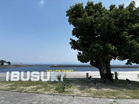 イエローコースト指宿