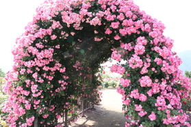これからが見頃の花情報🌸