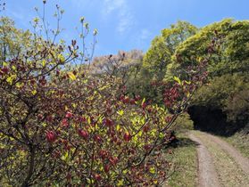 徳仙丈山つつじ開花状況