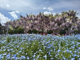 世羅高原ではふじの花が見頃です!