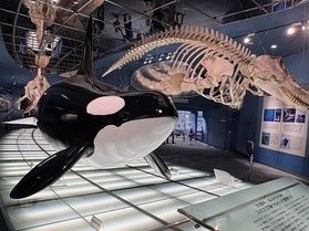 日本最大の水量を誇るプール!名古屋港水族館