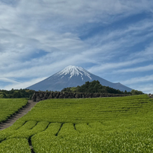 知る人ぞ知る『今宮の茶畑』