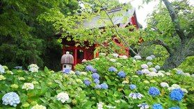 房総のあじさい寺”日運寺”