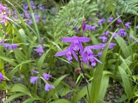 園地を彩る紫蘭の花