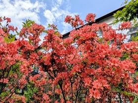 「ツツジの花」が見頃です！