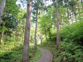 新緑の遊歩道にて