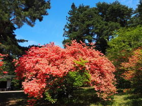 上田市「お屋敷公園」のつつじが見頃です