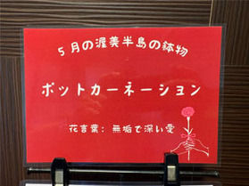 5月の渥美半島の鉢物