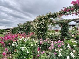 5月の花情報🌸