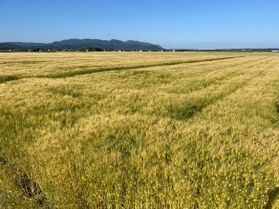 初夏の坂井平野　そよ風に揺れる黄金色の麦畑