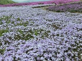 芝桜まつり開催中です!