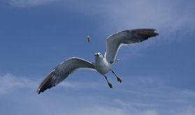 「ウミネコ」を撮影してきました📷
