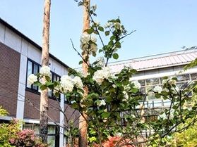 白いアジサイ咲いてます