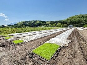 【新連載】米作り始まる！！ <br>堀川の田植え日記🍚③