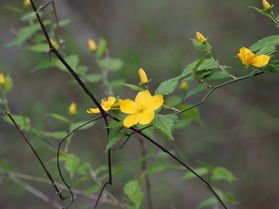 【休暇村の植物】木に咲く花たち