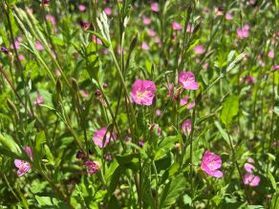 日々更新される園地内の花(野草)