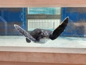 かわいい亀を見に行きませんか?「ウミガメ公園」