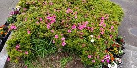 ５月の館山城・城山公園では新緑の季節を迎えます