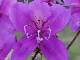 敷地内の花情報🌸