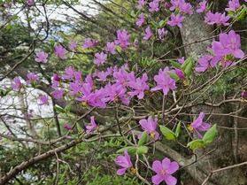 湯ノ湖周辺でトウゴクミツバツツジが見頃を迎えております!