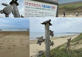 海ごみゼロの日～休暇村前に続く浜辺はアカウミガメの産卵地！？
