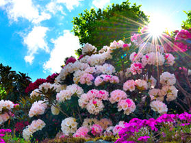 緊急販売！　しゃくなげ祭りと宿泊をお得に楽しめる♪