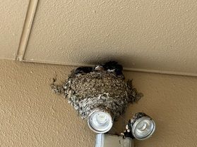そろそろ巣立つかも．．．🐥