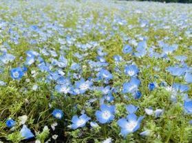 四季の花々を楽しめる周辺スポット『国営アルプスあづみの公園』